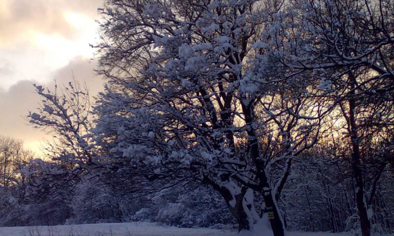 Waldwiese im Schnee mit Bäumen, deren schneebedeckte schwarze Äste sich vor dem Winterhimmel abheben 