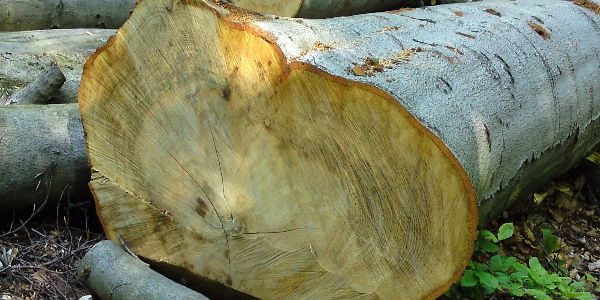 gefällter Baumstamm mit interessanter Holzstruktur an der Schnittfläche 