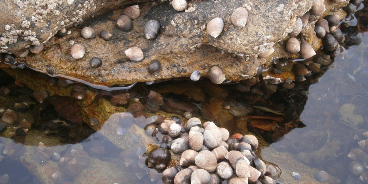 Muscheln die sich auf Steinen am Meeresufer angesiedelt haben 