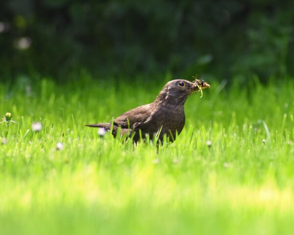 Früher Vogel fängt den Wurm Amsel sitzt im vom Morgentau feuchtem Gras mit einem Wurm im Schnabel