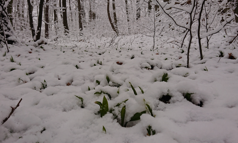 Blattspitzen des Bärlauchs ragen durch die Schneedecke