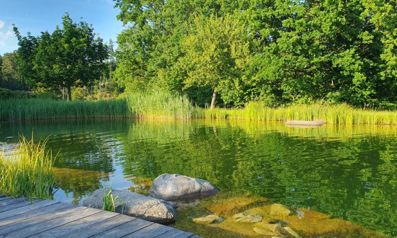 idyllischer kleiner Badeteich mit Gräsern und Steinen am Ufer 